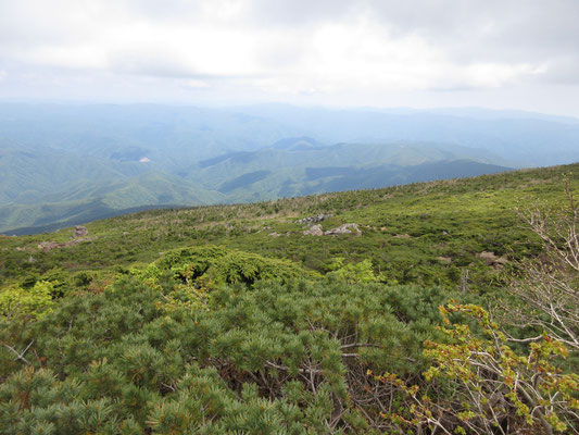 門馬方面の景色　どこまでもハイマツと緑が続く