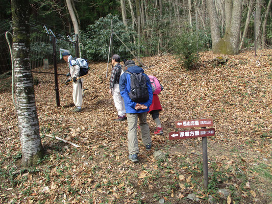 滝見学を終え、稜線の厚木市道を削り取りで稜線から山麓に“付け替え”で作られた市道を辿り「ミツマタ桃源郷」に向かう