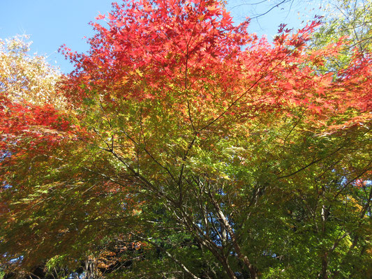 あいかわ公園内のもみじグラデーション