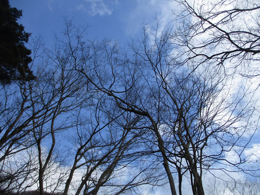 見上げれば今日もきれいな青空