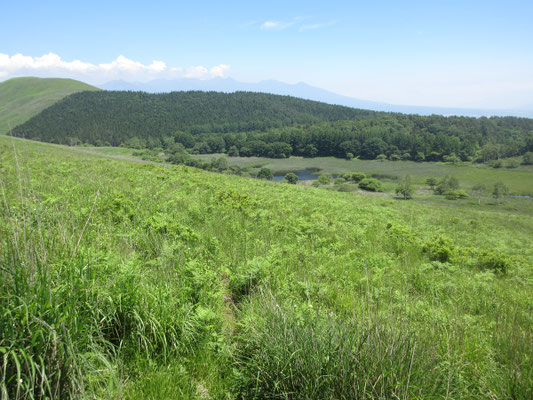 梅雨の雨でか、湿原奥の池塘にかなり水が溜まっているのが見えた