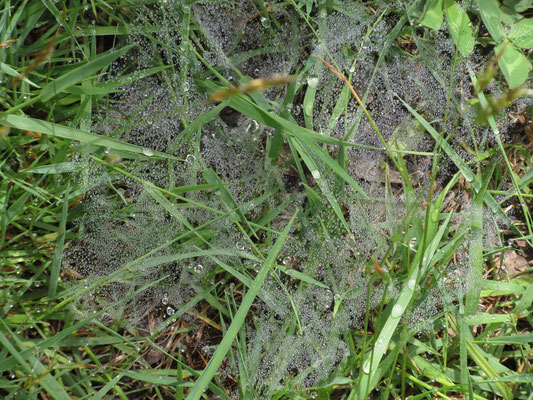 草にかかった蜘蛛の巣の露