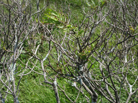 木道脇のレンゲツツジは酷い様子　害虫に食い荒らされてしまったらしく、葉が殆どついていない
