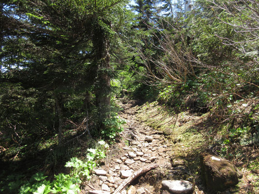 西吾妻山は百名山なので、この山道はとても多くの人が歩いている