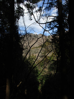 下山した所、林の間から見上げるほどになった鳥ノ胸山