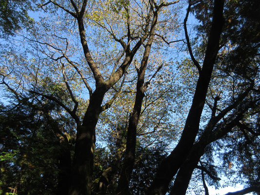 ここには一本大きくて立派な山桜の木がある　春には下からもこの場所が特定できるだろう