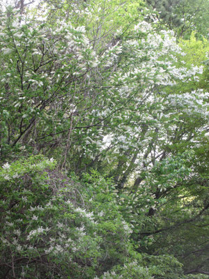 当日はアオダモとウワミズザクラの花が一緒に咲いていた