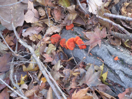 昼からの芋煮会に合わせ、林道出合から下山開始　ひと頃より少ないが、この日も数種のキノコ発見