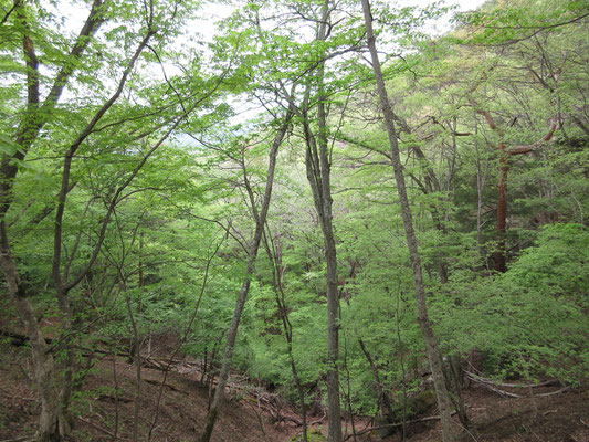 美しい緑のなか、道なき場所を適当に下っていったりまた元の山道に戻ったりを繰り返していく