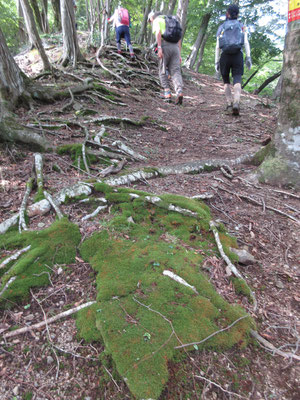 雨が多かったので、苔もきれいで元気がいい