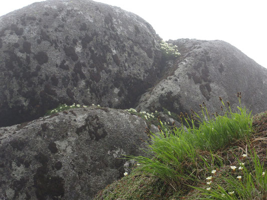 そうして近づくと、岩肌にはイワウメ群落！