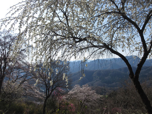 しだれ桜越しに上野原方面を見る