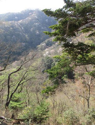 先程の谷あいをもう少し登って見下ろす　周囲には針葉樹も出はじめて、低山ながら登りでの標高の変化が分かる