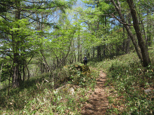 ずっと歩いていたい山道