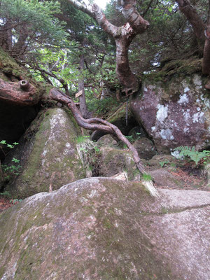 大岩の梯子以降はこうした巨岩群の登りになってくる