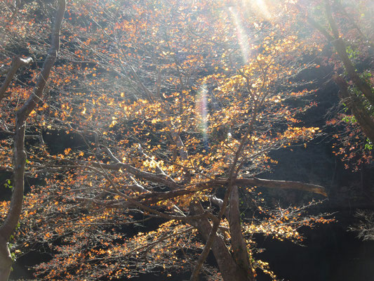 逆光に輝く紅葉