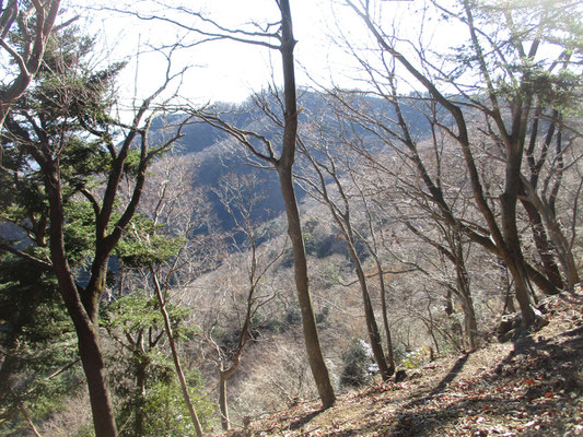 繊細な輝きに魅了される冬の木立と枝先　バックの山が淡いブルーグレーであることも、その美しさを際立たせています