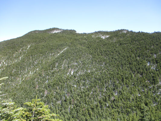 樹林が切れると、向かう黒斑山の山頂方面が見える　黒斑山自体は黒木に包まれた山　上部に縞枯れ現象が確認できる