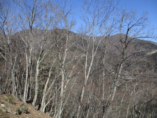 登ってくると、道志の菜畑山方面が目の高さに近くなる