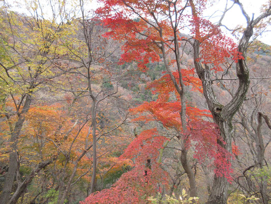 西山の紅葉3　赤系統がとても鮮やか