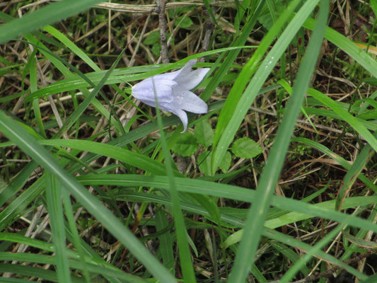 途中からシャジンの花が出てくる　これは無理やり横向きにさせてパチリ