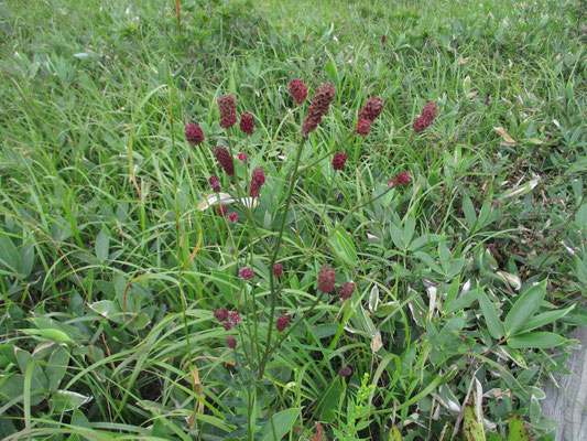 ワレモコウの渋い赤が湿原の草原一面に拡がっていました