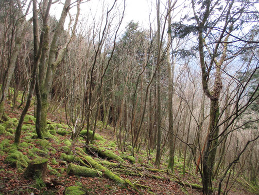 稜線が近づき再びの自然林で、最後はまた植林帯の登りになってヲイ峠下降点に到着