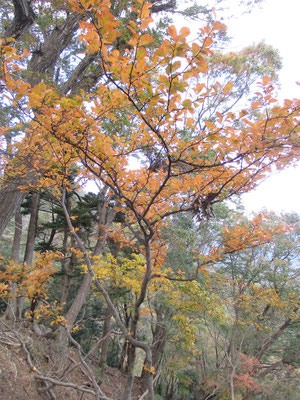 紅葉している木もちらほら　目を楽しませてくれる