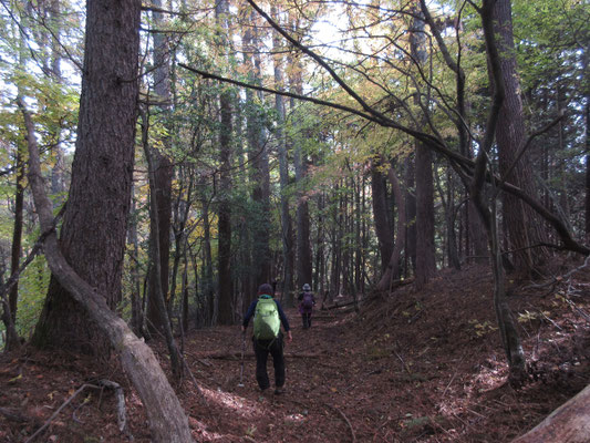 ゆったり山道