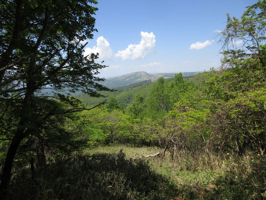 樹林を越えると、霧ヶ峰方面が見通せる　向こうに見えるのは車山