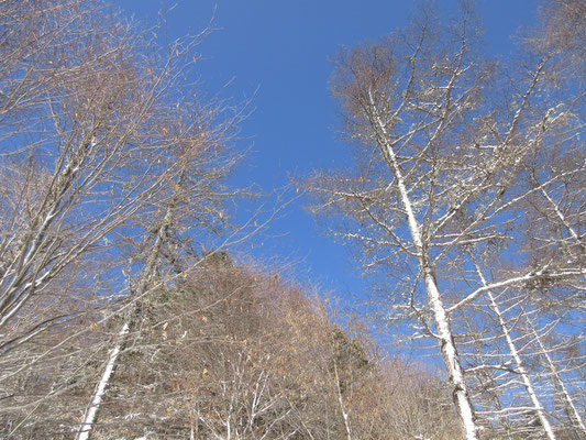 見上げれば、青い空