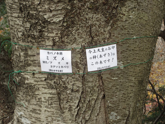 高取山の山頂直下（華厳山への分岐点）には立派なミズメの木がある　「西山を守る会」ではこうした標識も整備している