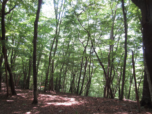 山頂は樹林に囲まれた場所