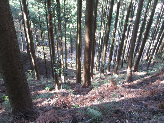 植林の下に林道が見える