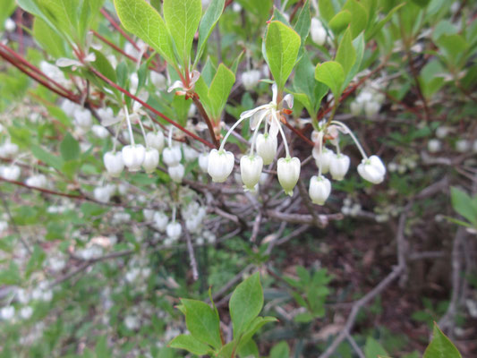 庭のドウダンツツジ　うちの（横浜）は数えるほどしか花がつかなかったが、ここ甲斐大泉ではいっぱい咲いている　やはり毎夏の暑さのせいだろうか…