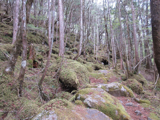 奥秩父らしい累々とした苔むした岩