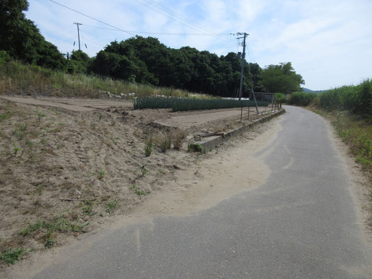 周囲は畑にされているが、土壌は砂浜
