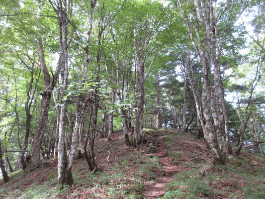 せっかくなので高谷山に寄って行くことにする
