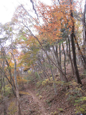 観光地の紅葉とは違う、落ち着いた雑木の秋色