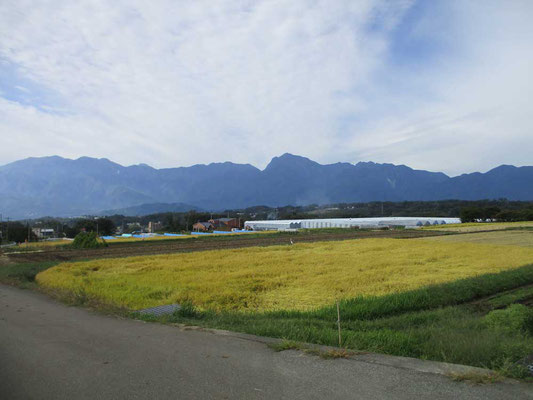 すっかり色づいた田んぼを前景に南アルプスの山並み