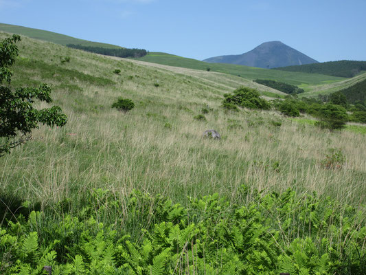 往復に立ち寄った強清水下の踊場湿原　夏に向かい、湿原は植物の繁茂が旺盛　奥には蓼科山