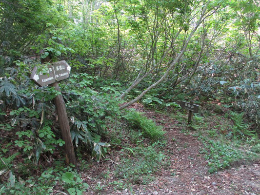 カヤの平のゲートから暫く林道を歩くと登山口の標識に出会います