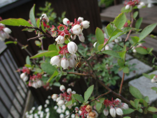 庭の２本だけのささやかなブルーベリーの木に今年は沢山の花が…　そこにミツバチ（これは多分ニホンミツバチ？）がやってきていた　この昆虫の営みのおかげで深い紫色の実を口にすることができる