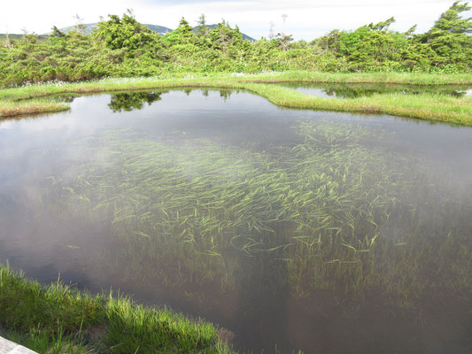この池にはその時にもこうした水草の文様が広がり、写真を撮った　この正体が調べてもまだ分からない