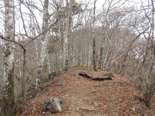 御坂山のブナ林3