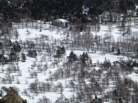 浅間山の裾野を見下ろすと、美しい樹林の散策地帯　行ったことないので分からないが、コーカサス地方に似ているとか…