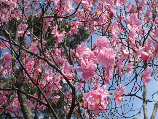 咲きほこっている　今年はどの花もそうだが、このアカヤシオもかなり早い咲き方　ガイドブックなどでは4月中旬から下旬にかけて、とある　