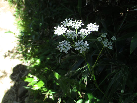 シラネニンジン　この花がどこでも一番目立っていました