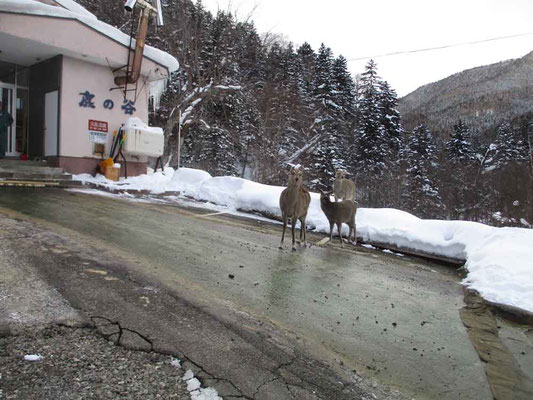 駐車場に着くと、すでにシカ達のお出迎えの「鹿の谷」温泉