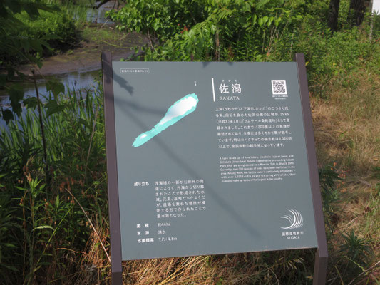 上流の小さな上潟（うわかた）も回りたかったが、暑さでへばっていてこの日は広い下潟（したかた）のみにする